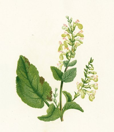 Træ-Salvie, Teucrium Scorodonia af English School